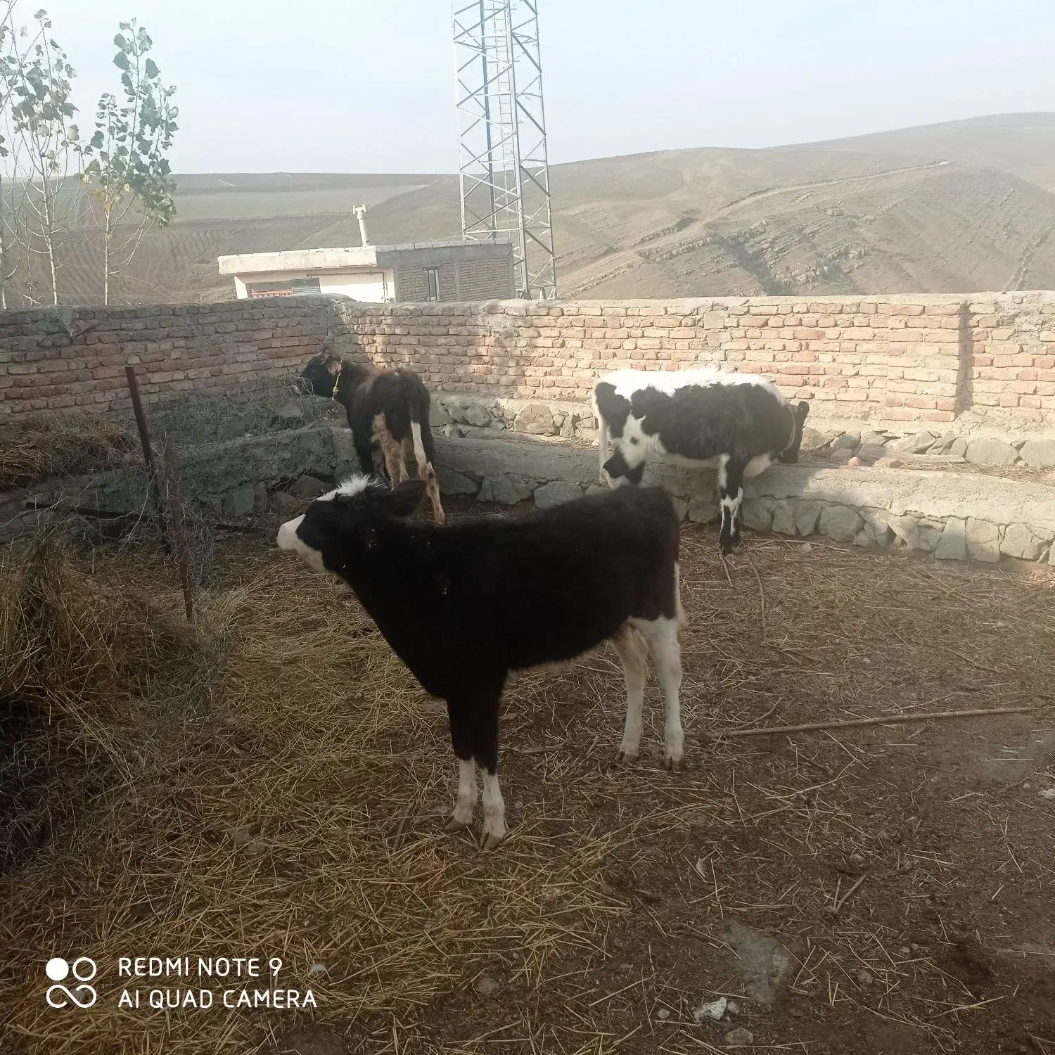 فروش ۳عدد کوساله ماده|حیوانات مزرعه|گرمی, |دیوار