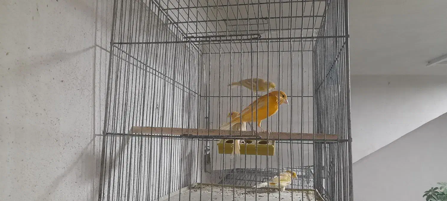 قناری ابلغ وزیتونی|پرنده|داراب, |دیوار