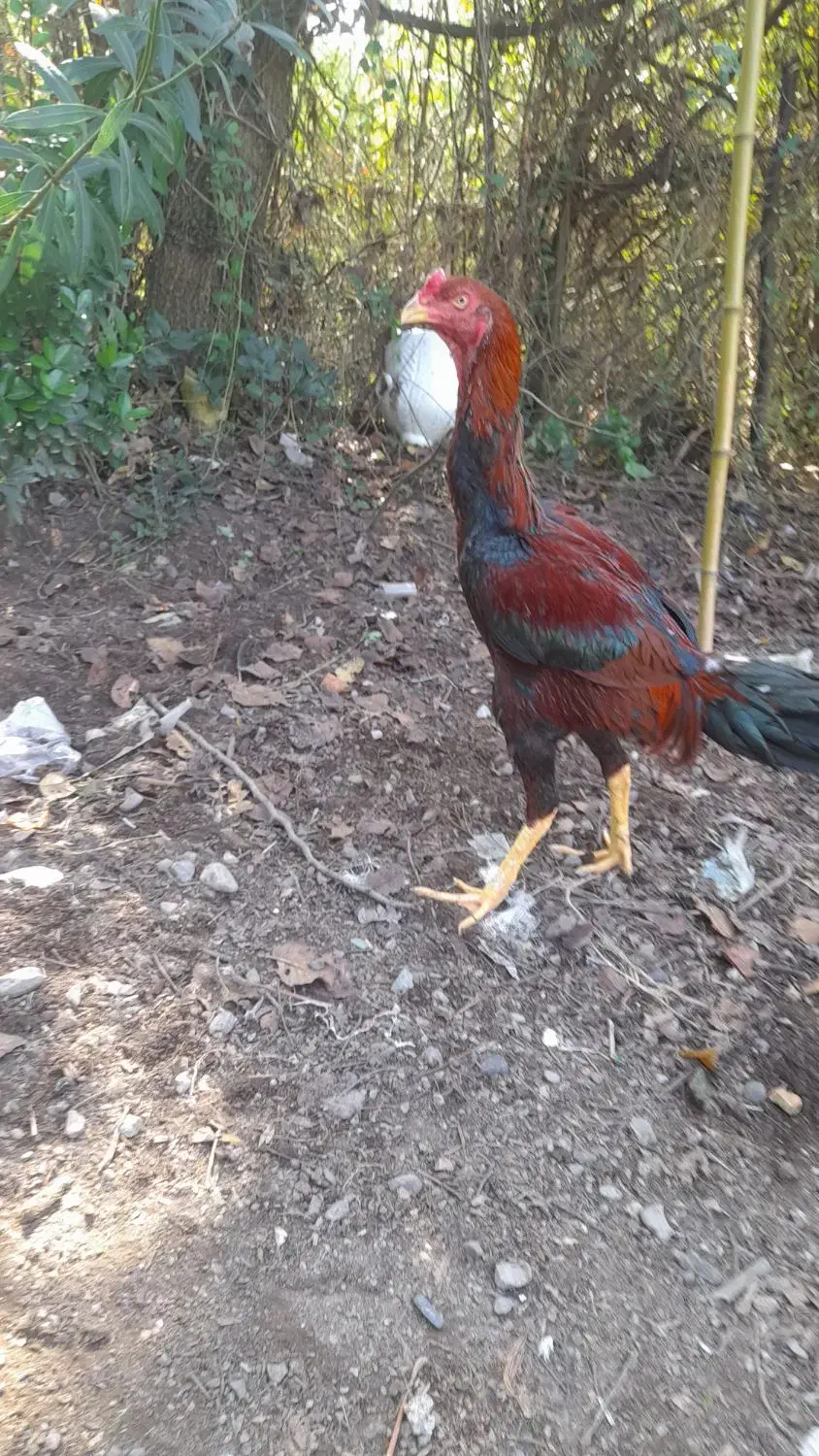 مرغ و خروس لاری|حیوانات مزرعه|رودبنه, |دیوار