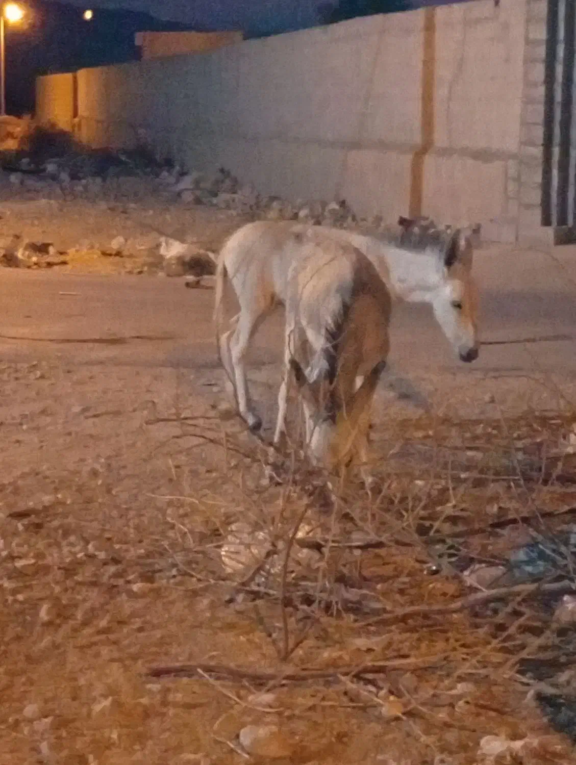 الاغ|حیوانات مزرعه|خمیر, |دیوار