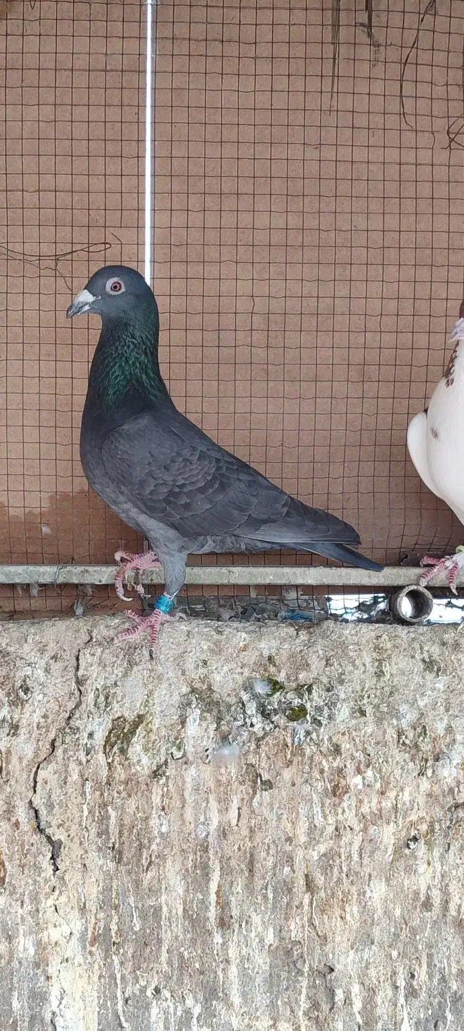 کبوتر|پرنده|شوشتر, |دیوار