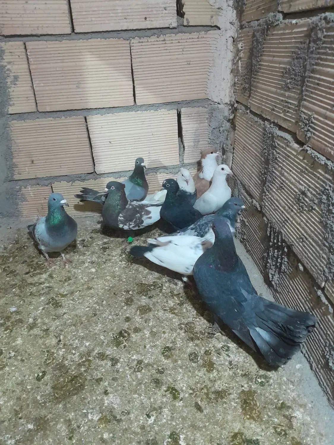 کفتر|پرنده|رضویه, |دیوار