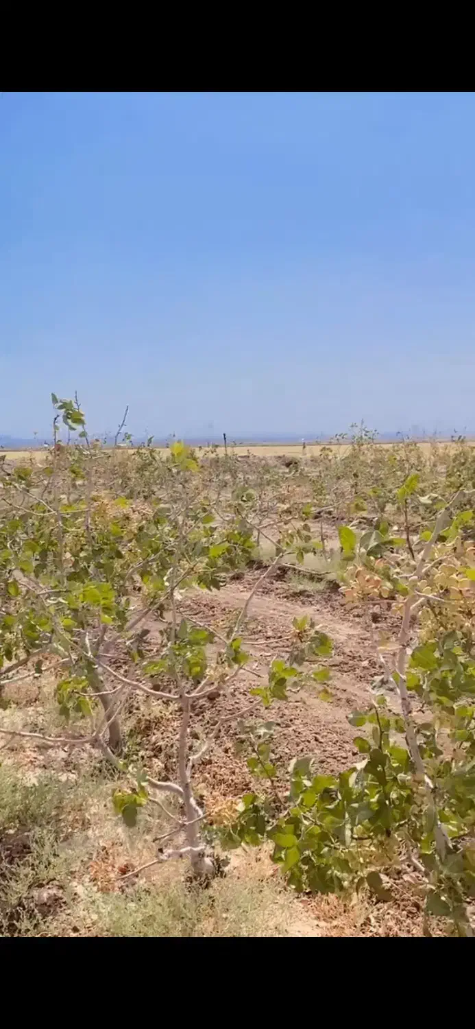 باغ پسته۱۰ساله  نزدیک شهر|فروش دفتر صنعتی، کشاورزی، تجاری|تربت جام, جامرود|دیوار