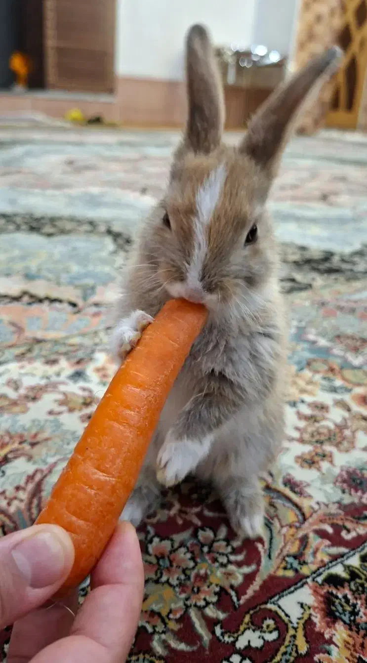 خرگوش کوچولو نژاد هلندی|موش و خرگوش|مرودشت, ژیان|دیوار