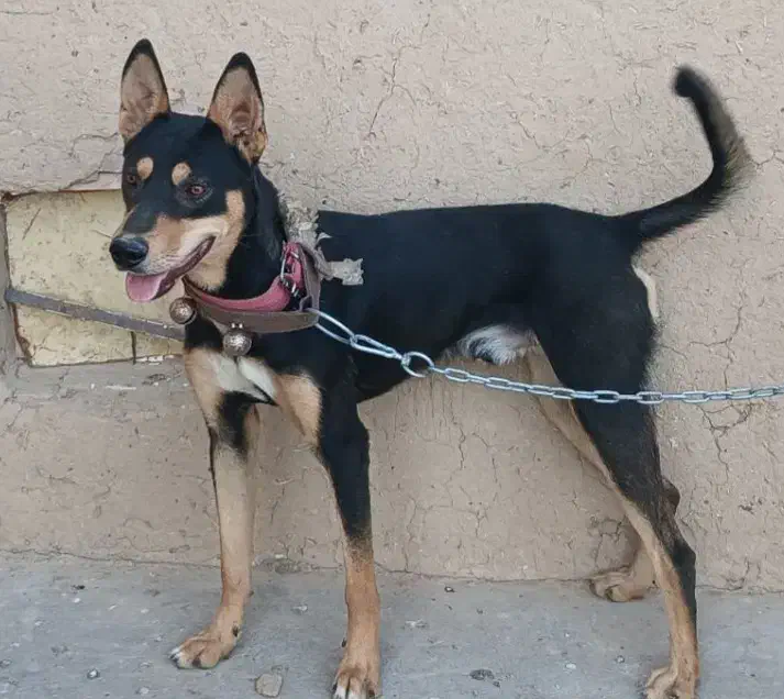 سگ گرگی گمشده|حیوانات|تایباد, |دیوار