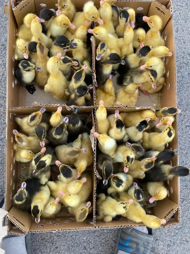 اردک پکنی دومنظوره|حیوانات مزرعه|ساری, |دیوار