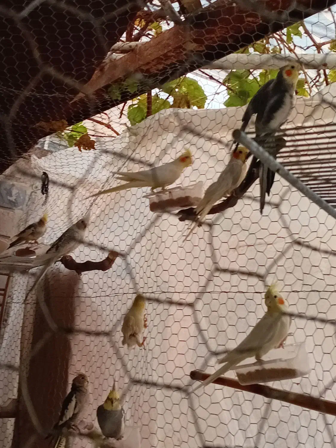 عروس هلندی به صورت تکی و یکجا|حراج|پاکدشت, پاکدشت (مامازند)|دیوار