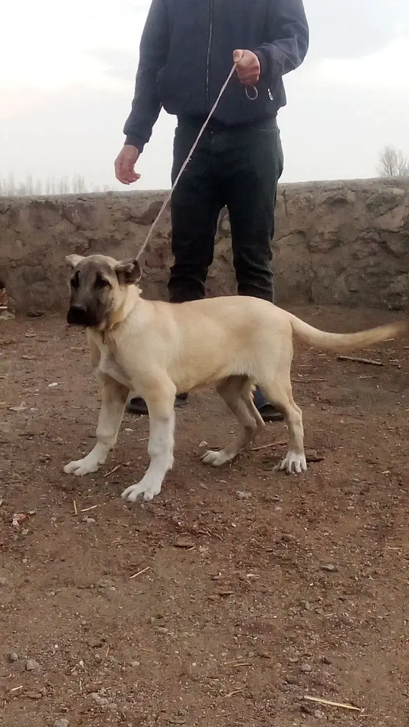 سگ سرابی|سگ|اردبیل, |دیوار