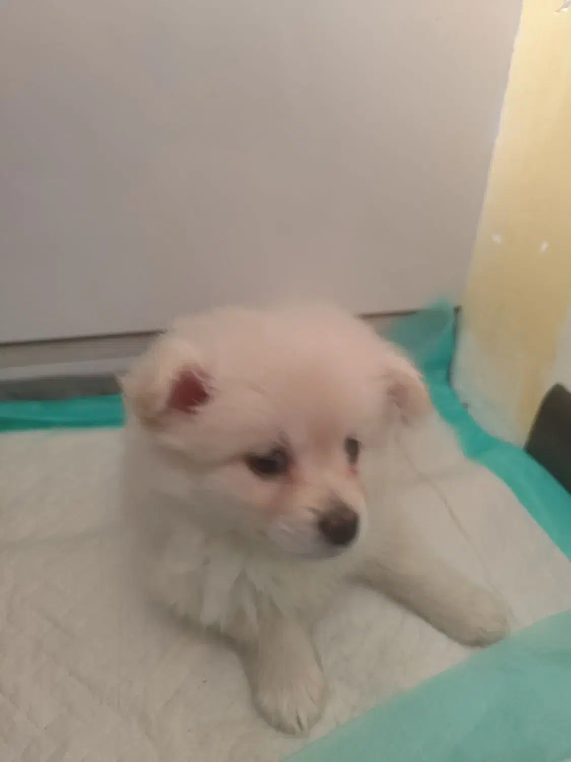 سگ پامر|سگ|برخوار, |دیوار