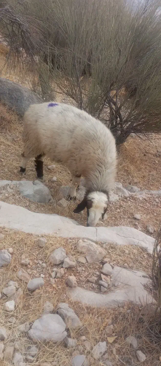 میش شیشک|حیوانات مزرعه|ارژن, |دیوار