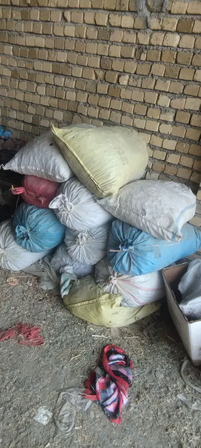 تفاله خشک چغندر|حیوانات مزرعه|سیلاخور, |دیوار