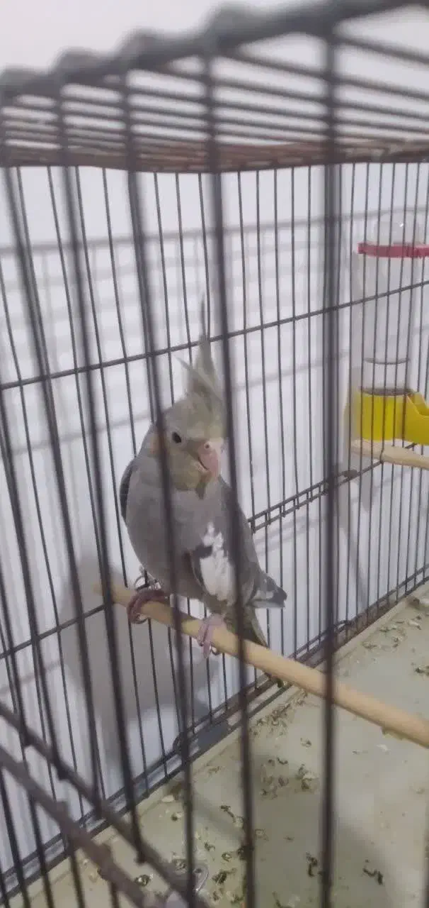 عروس هلندی|پرنده|قم, شهرک فاطمیه|دیوار