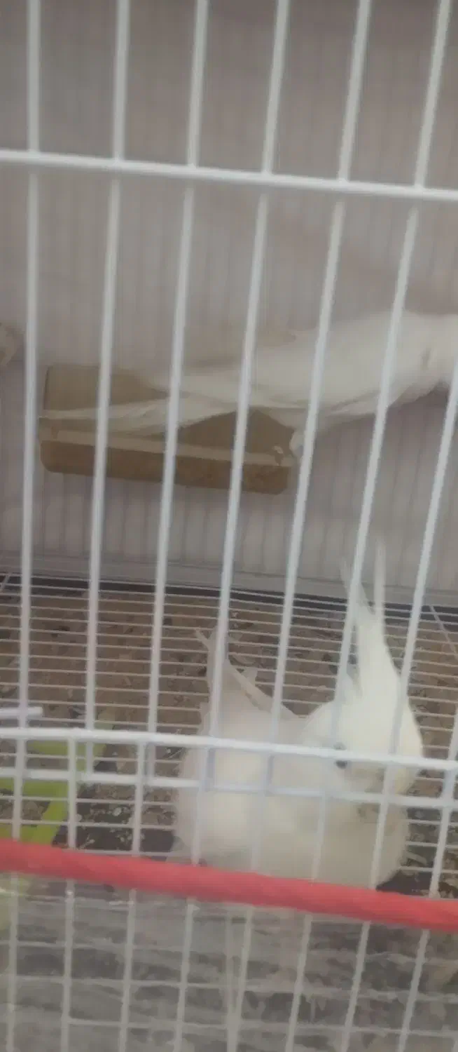 عروس هلندی آلبینو.|پرنده|مشهد, رده|دیوار