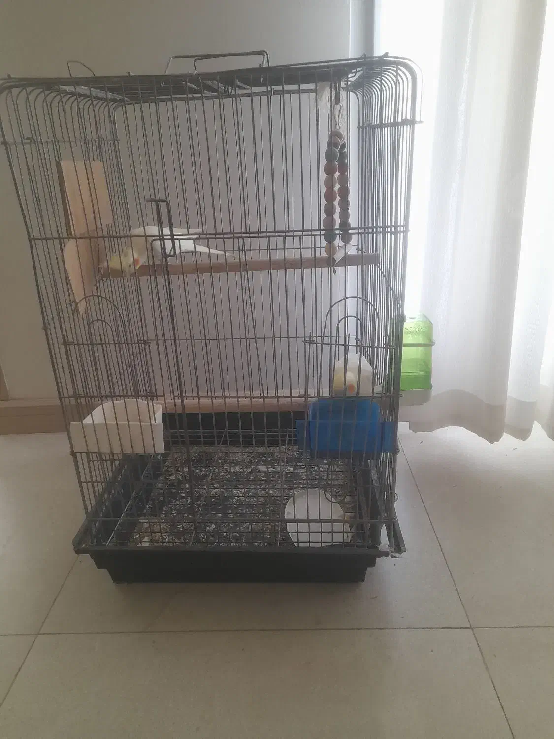 عروس هلندی|پرنده|بومهن, |دیوار