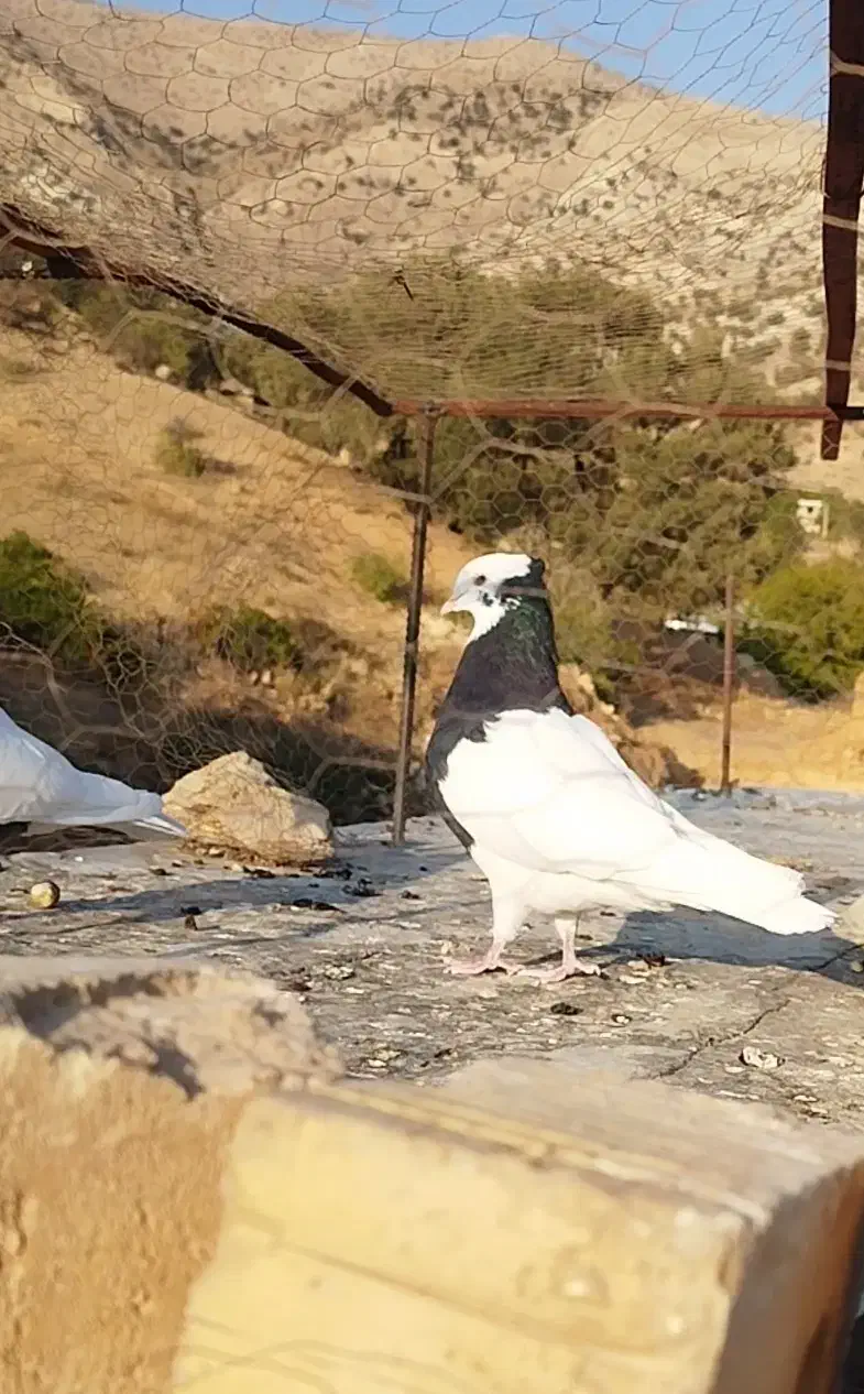 طوق سیاه ماده|پرنده|شیراز, گویم|دیوار