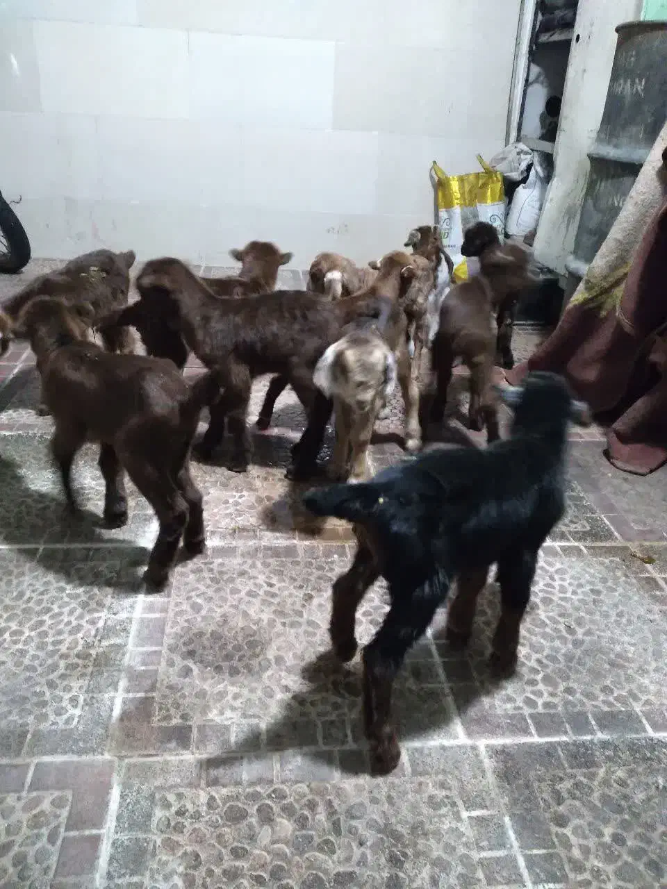 بزغاله|حیوانات مزرعه|یزد, |دیوار