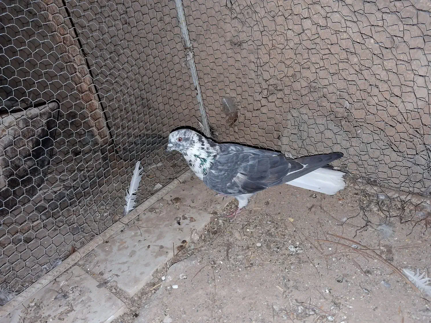 کبوتر|حیوانات|اردکان, |دیوار