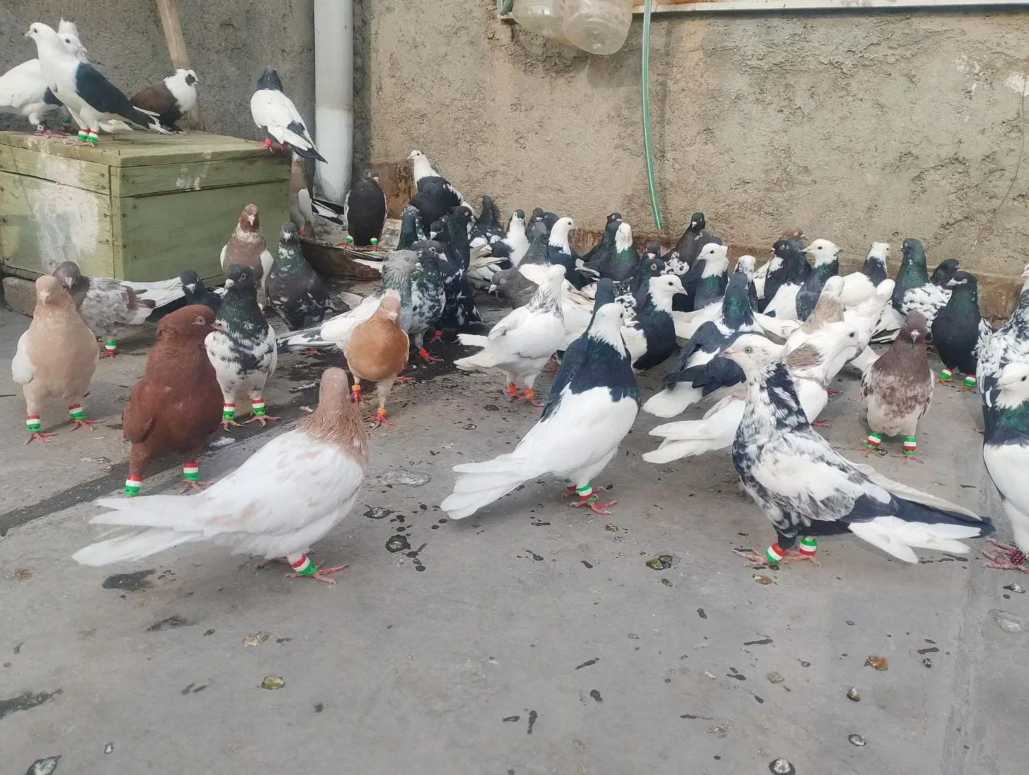 کفتر|پرنده|مشهد, شهید معقول|دیوار