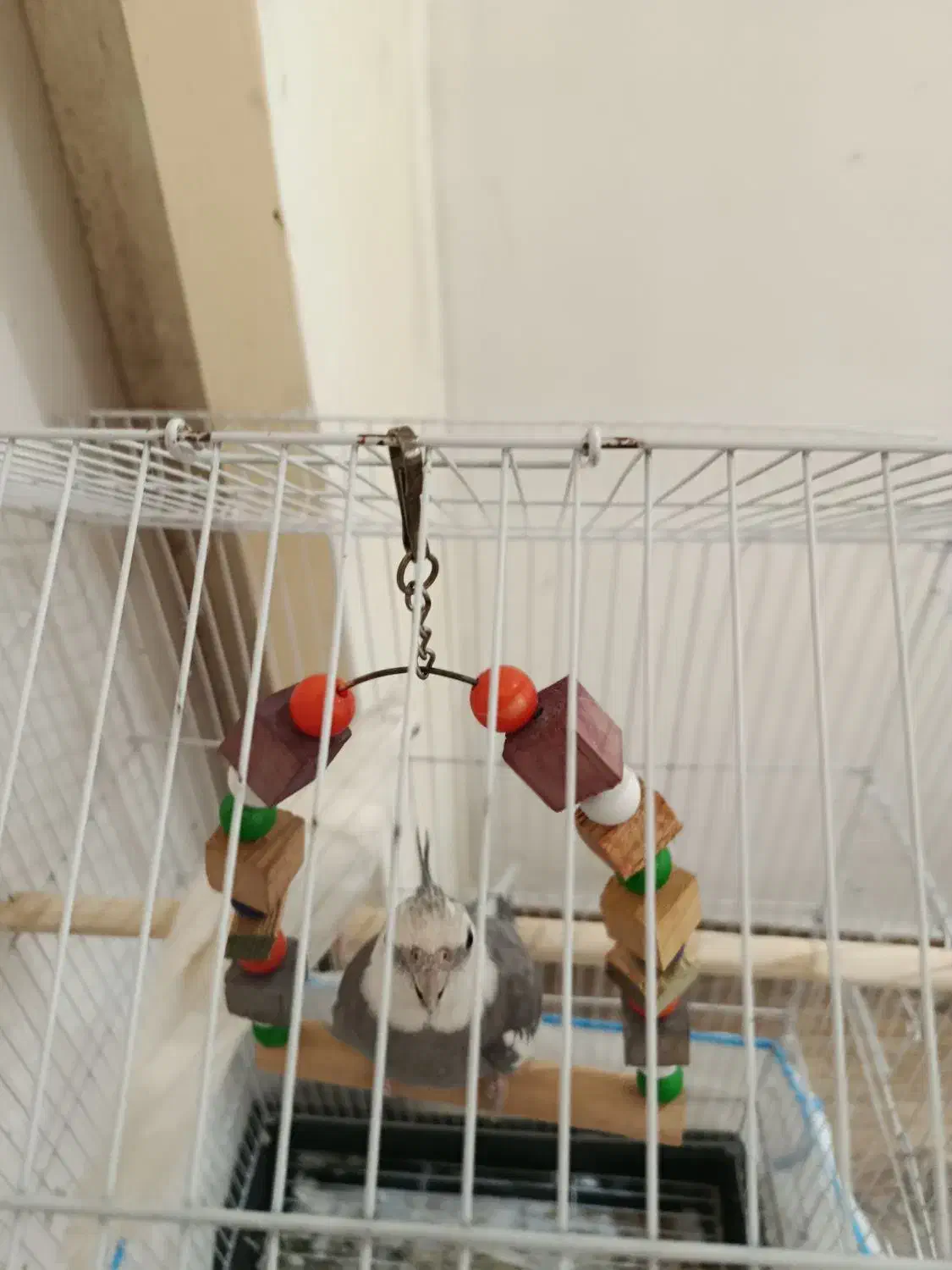 طوطی عروس نر|پرنده|تولم شهر, |دیوار