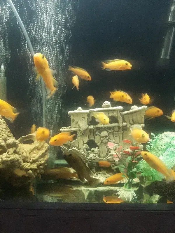 آکواریوم خم پمپ هوا ۲۰ عدد ماهی ماکرو زرد|ماهی|گلستان (تهران), |دیوار