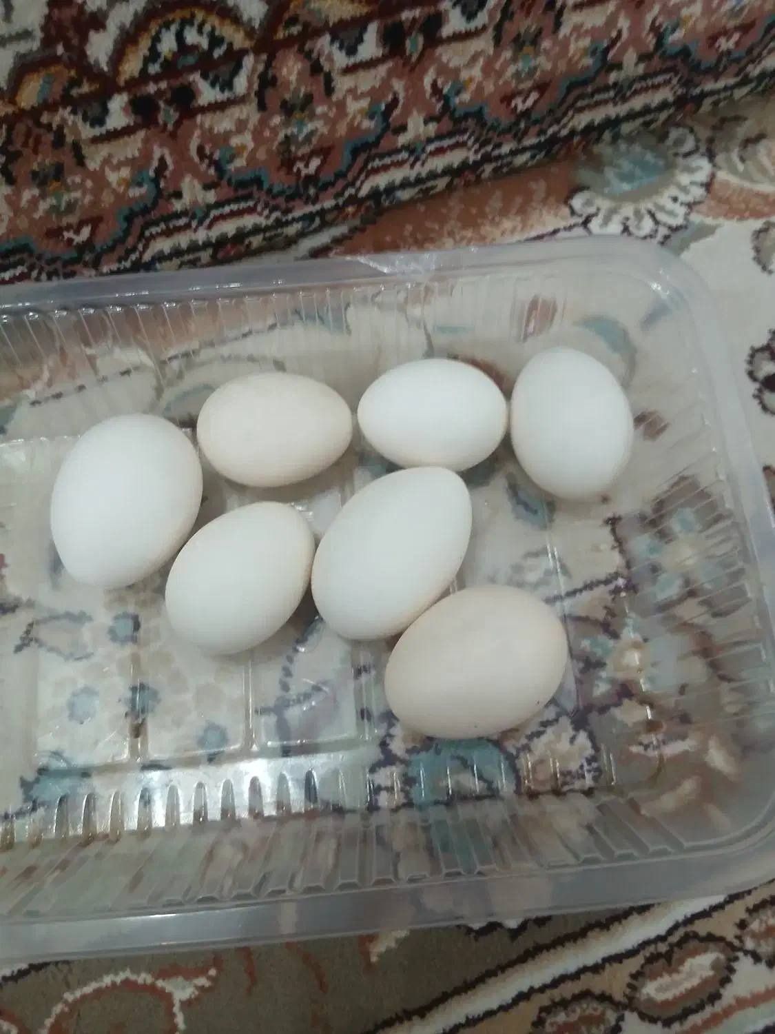 تخم مرغ محلی مرغ گلین|خوردنی و آشامیدنی|زنجان, |دیوار