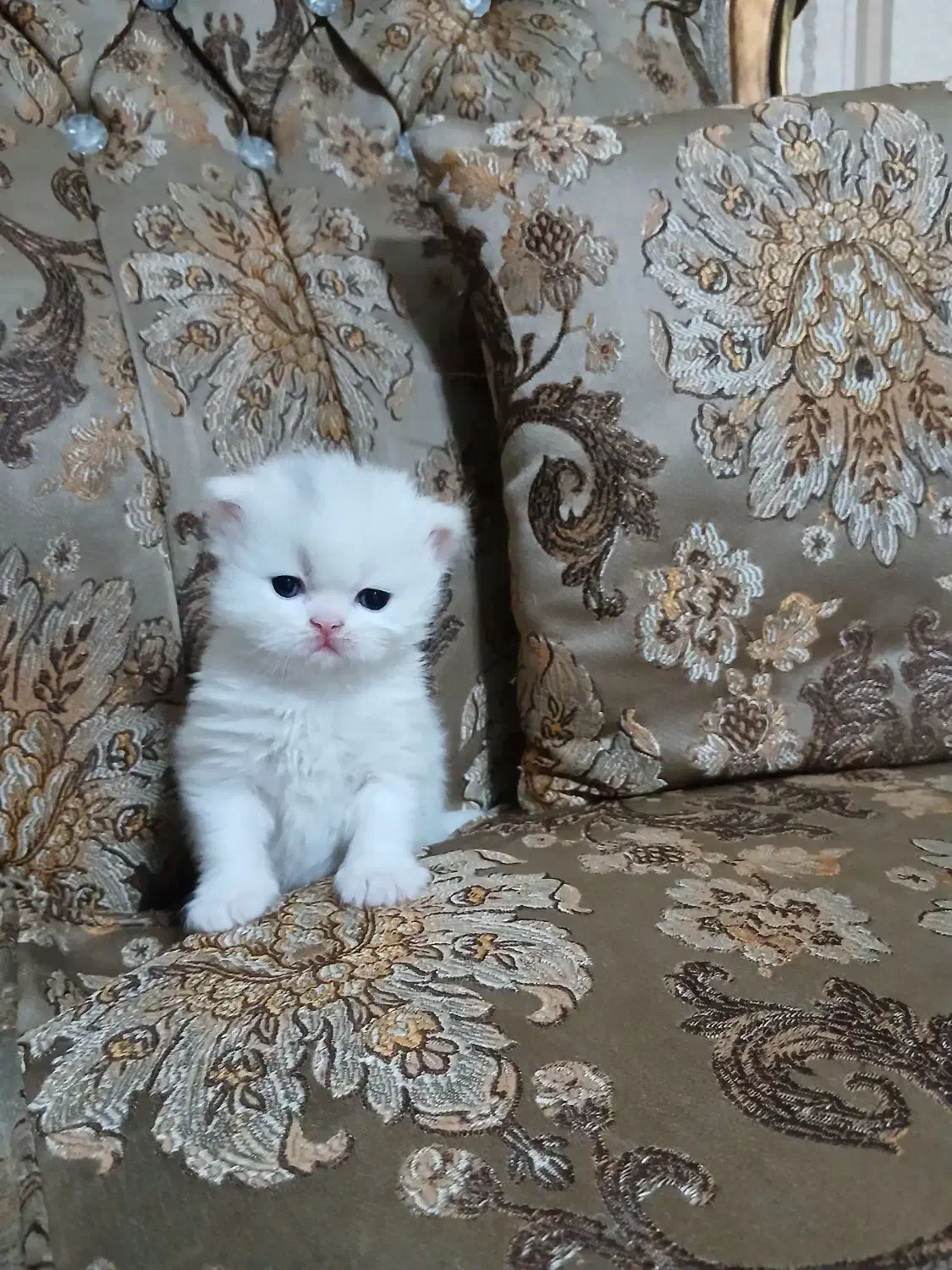 بچه گربه های بیریتیش|گربه|تهران, نبی اکرم|دیوار