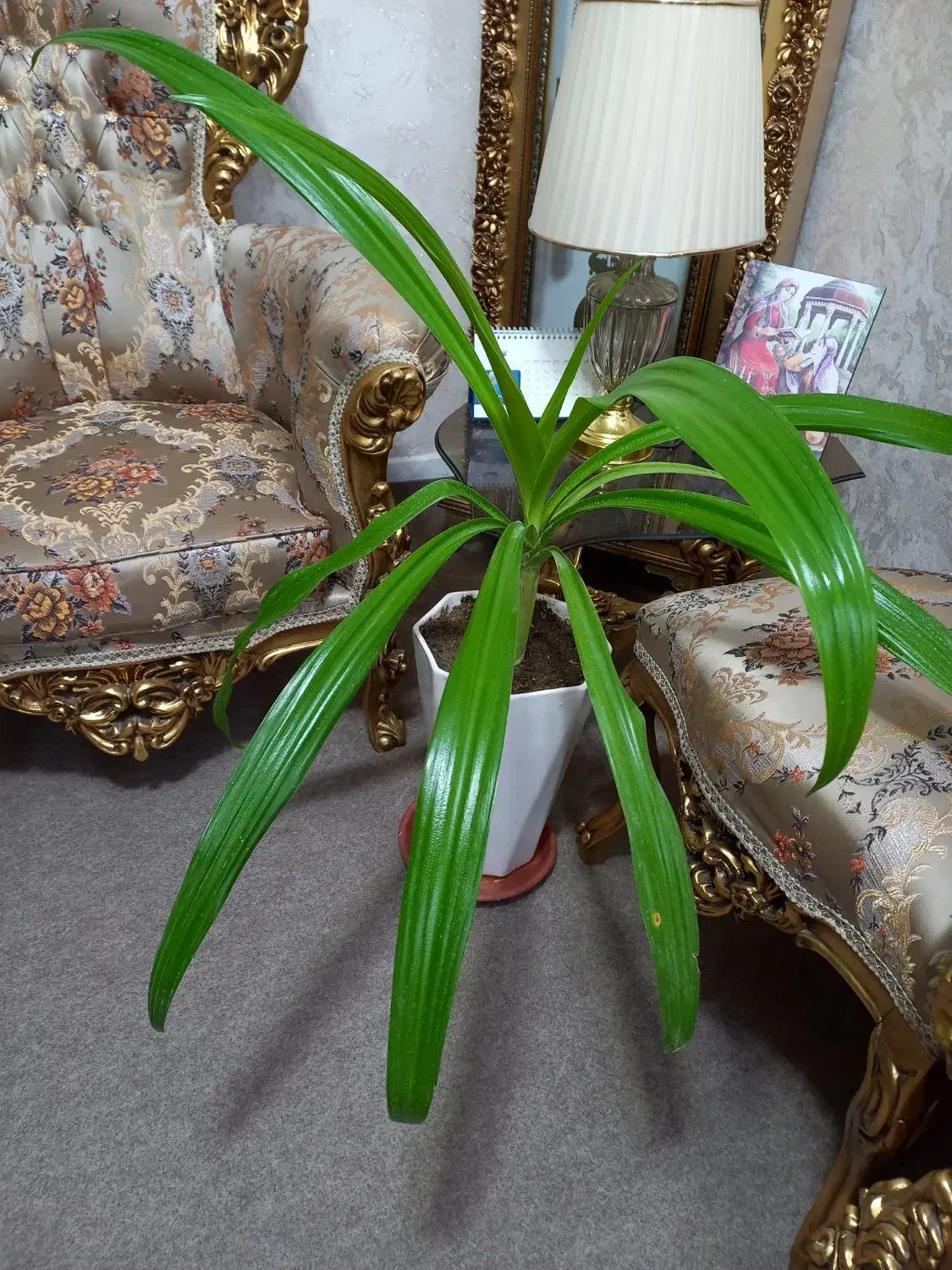 گل طبیعی|گل و گیاه طبیعی|شیراز, منطقه هوایی شهید دوران|دیوار