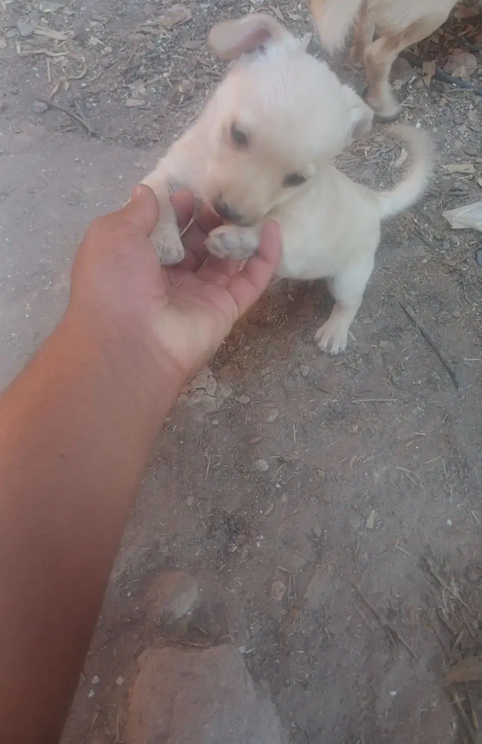 سه تا توله اشپیتز|سگ|رفسنجان, |دیوار