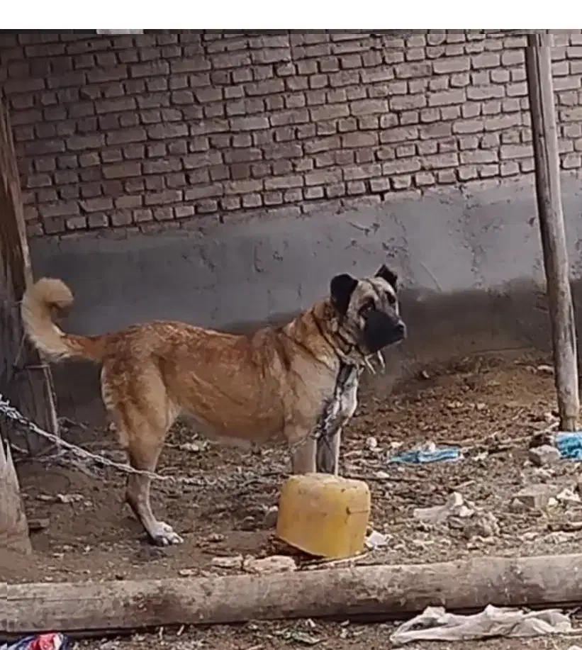 این سگ|حیوانات|سلماس, |دیوار