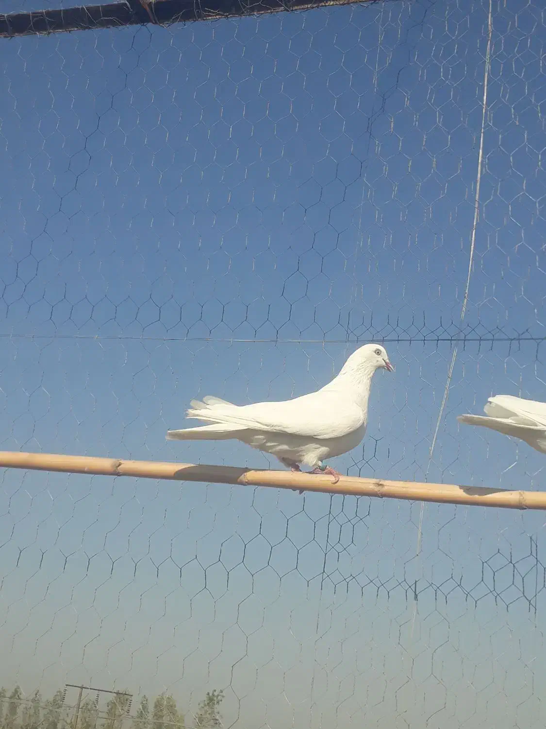 سلام یه کبوتر  ماده از نصل شمرونی|پرنده|مزرعه کتول, |دیوار