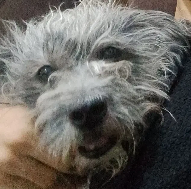 گمشده|سگ|آبادان, |دیوار