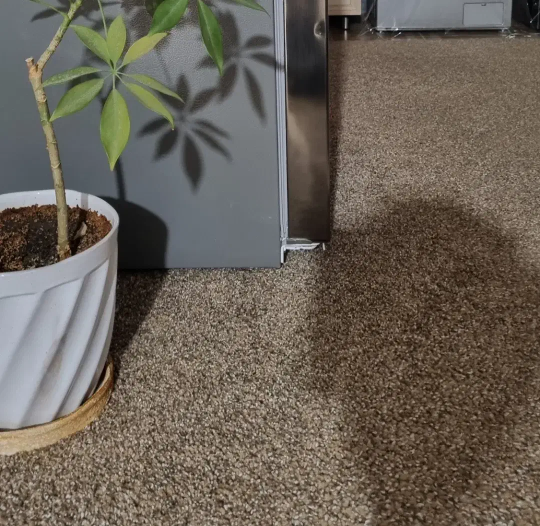 موکت|موکت|جلفا, |دیوار