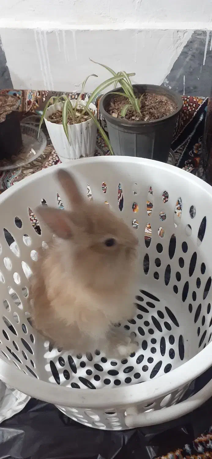 خرگوش لپ لپی ناز|موش و خرگوش|قم, علی آباد سعدگان|دیوار