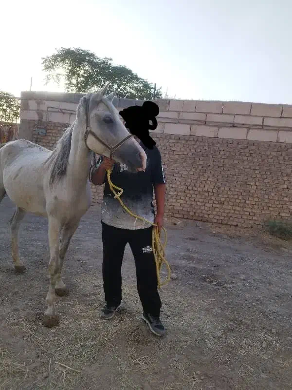 مادیان سواری با کره 7ماه|اسب و تجهیزات اسبسواری|تهران, بلوار کشاورز|دیوار