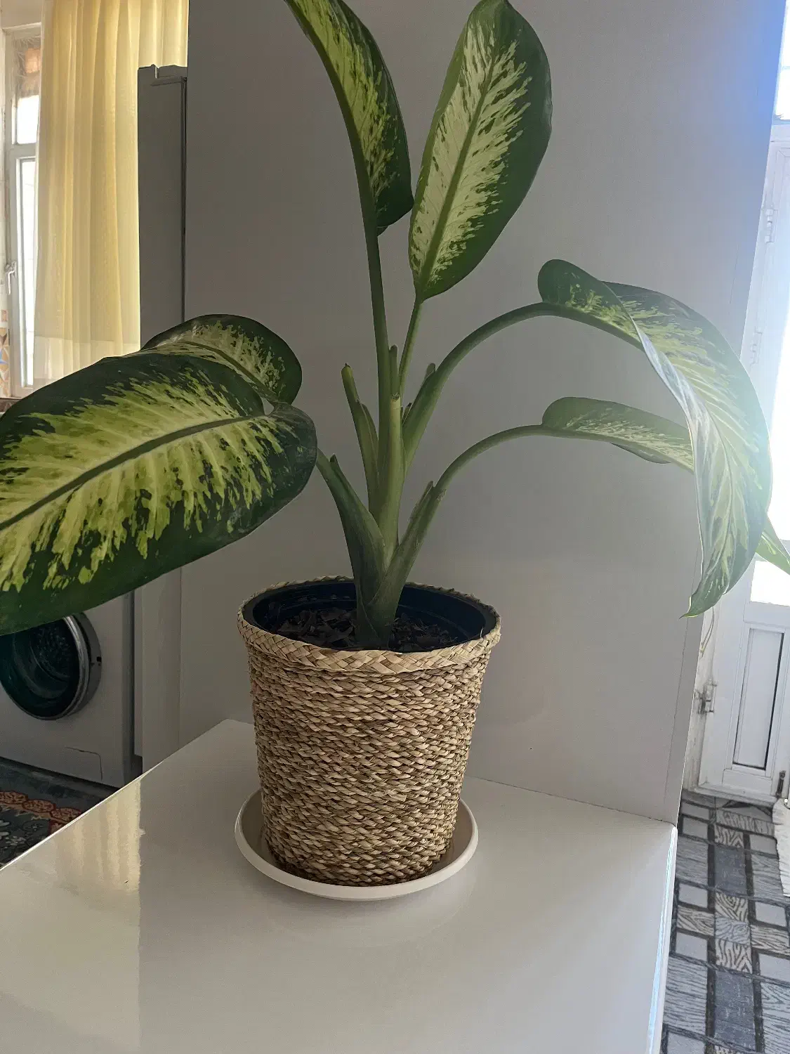 گل دیفن|گل و گیاه طبیعی|بیرجند, |دیوار