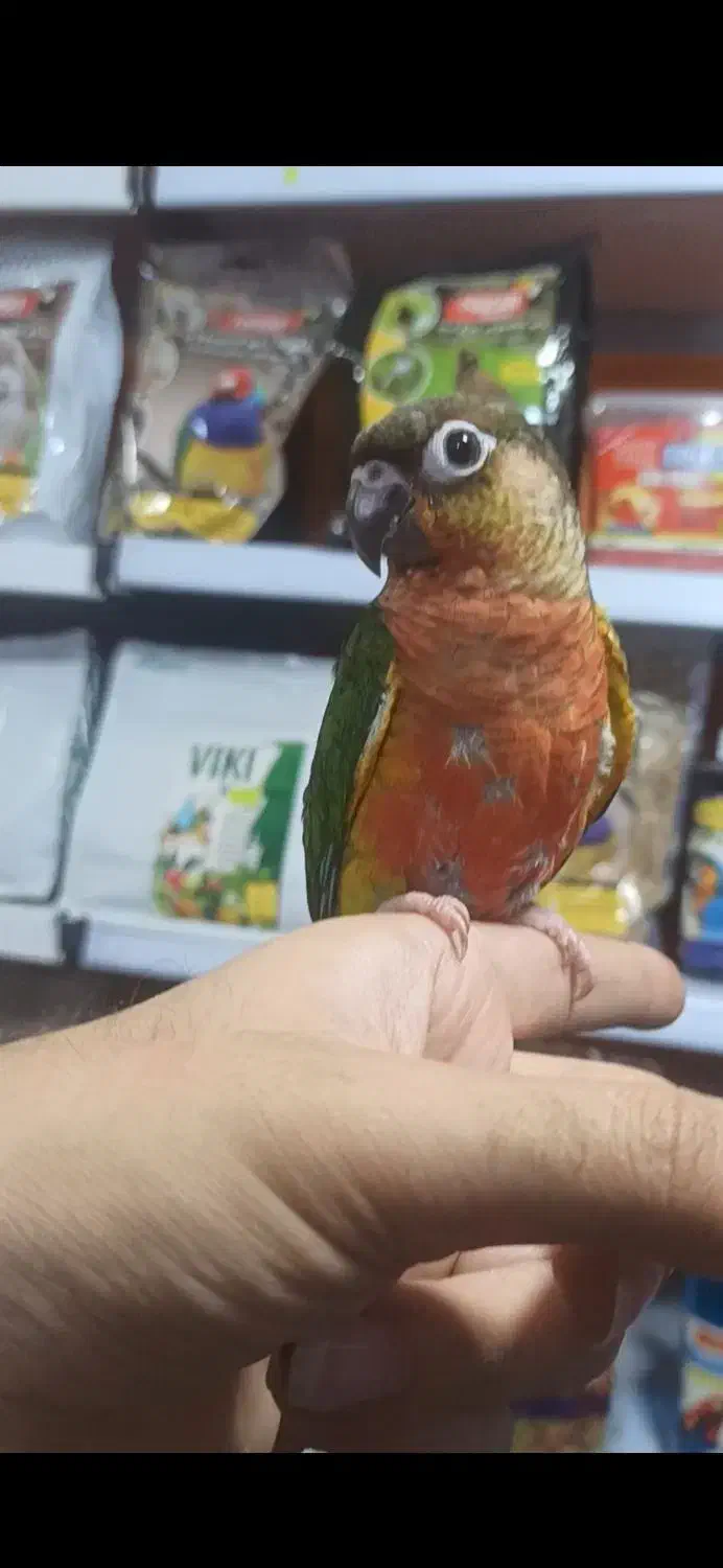 گرینچیک رد اکستریم فولسرخ کلکسیونی رقاص رام|پرنده|قائمشهر, |دیوار