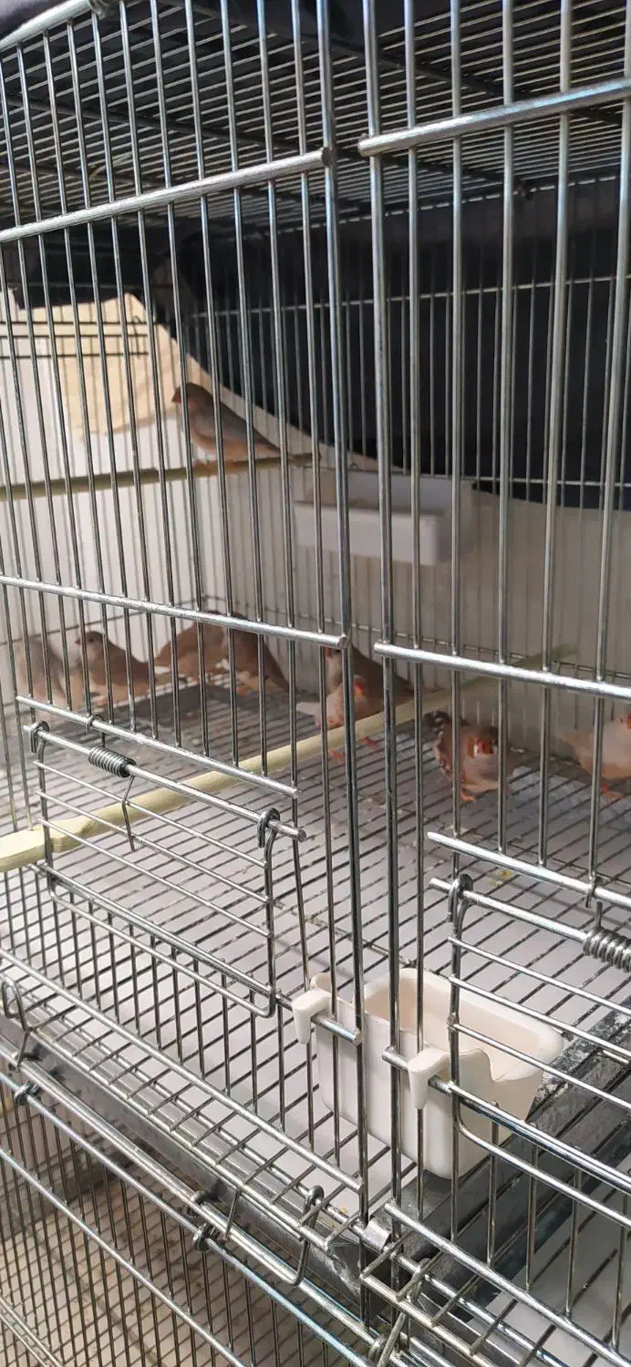 فنچ کینگ اروپایی وقفس هشت خوان اردشیرنو|پرنده|تهران, شهرک ولیعصر شمالی|دیوار