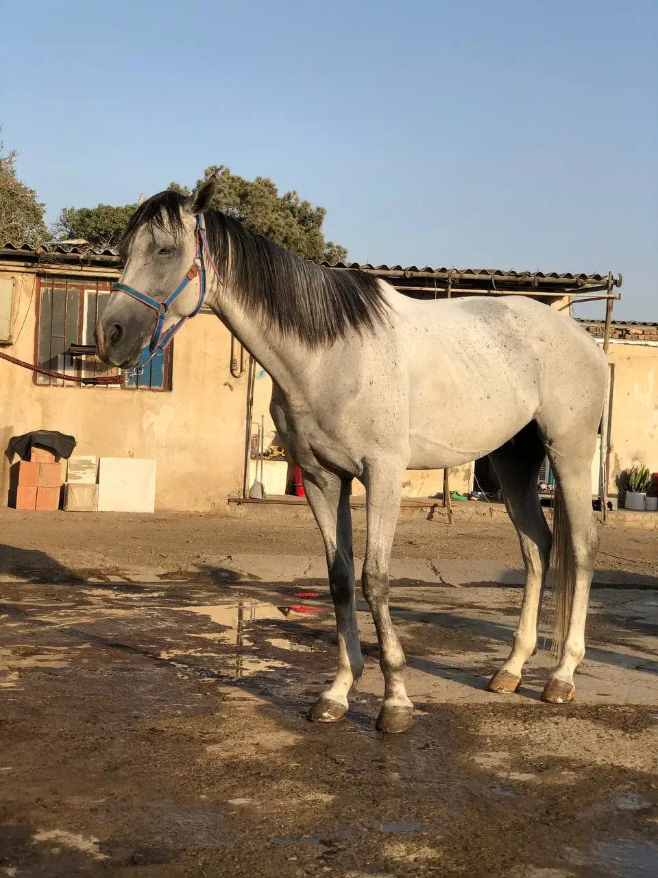 اسب دوخون|اسب و تجهیزات اسبسواری|باقرشهر, |دیوار