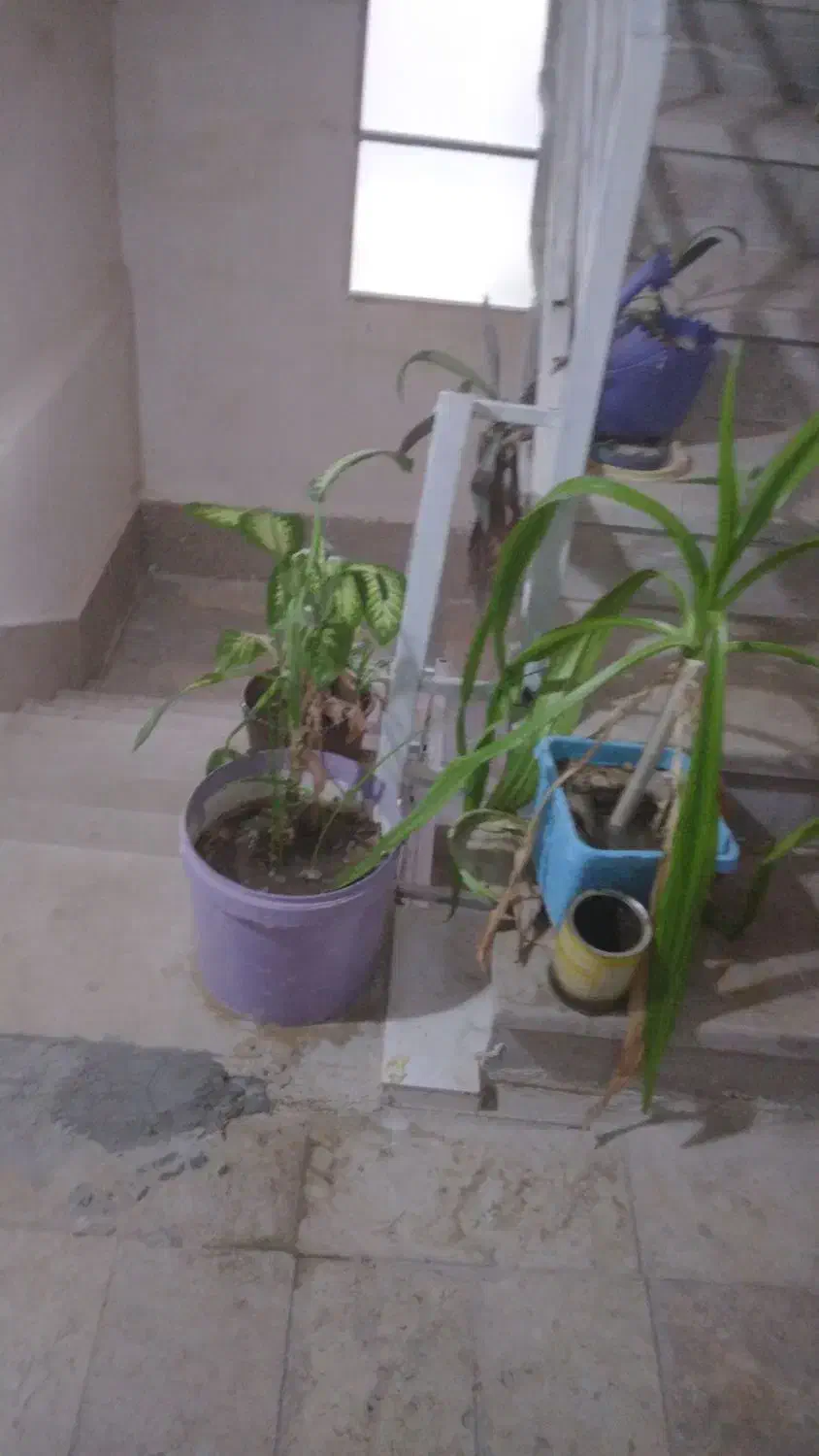 فروش چند گل تازه|گل و گیاه طبیعی|داراب, |دیوار