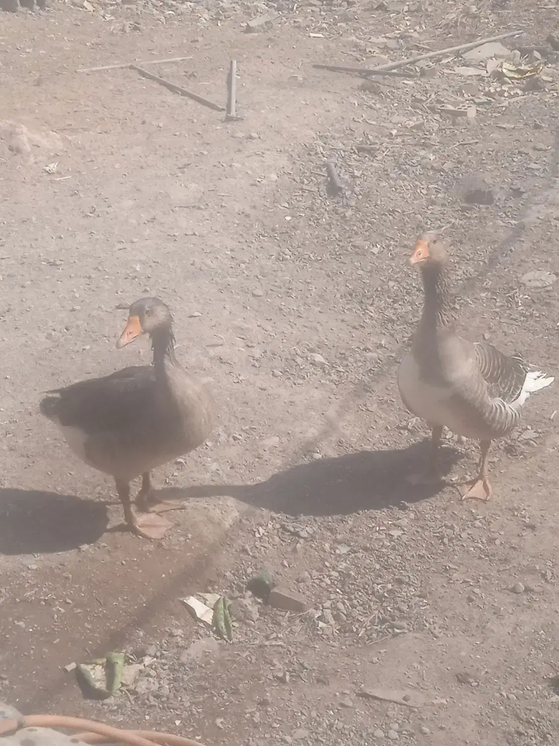 یک جفت غاز نر و ماده به فروش میرسد|حیوانات مزرعه|آبادان, |دیوار