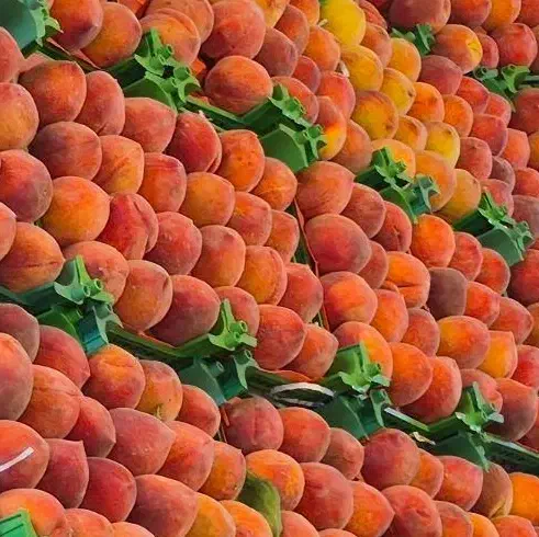 کارگر ماهر میوه فروش|استخدام خدمات فروشگاه و رستوران|تهران, کیانشهر|دیوار