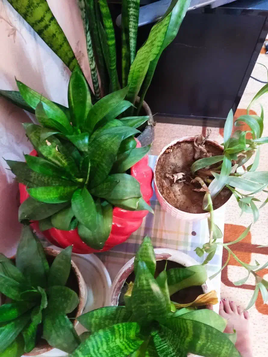 گل‌های طبیعی شاداب|گل و گیاه طبیعی|نجف‌آباد, قلعه سفید|دیوار