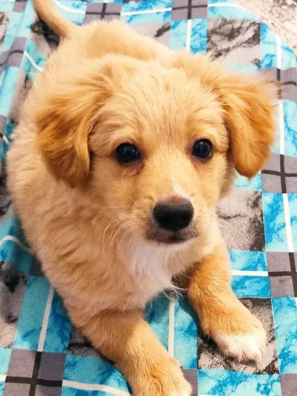 سگ پاکوتاه|سگ|بجنورد, |دیوار