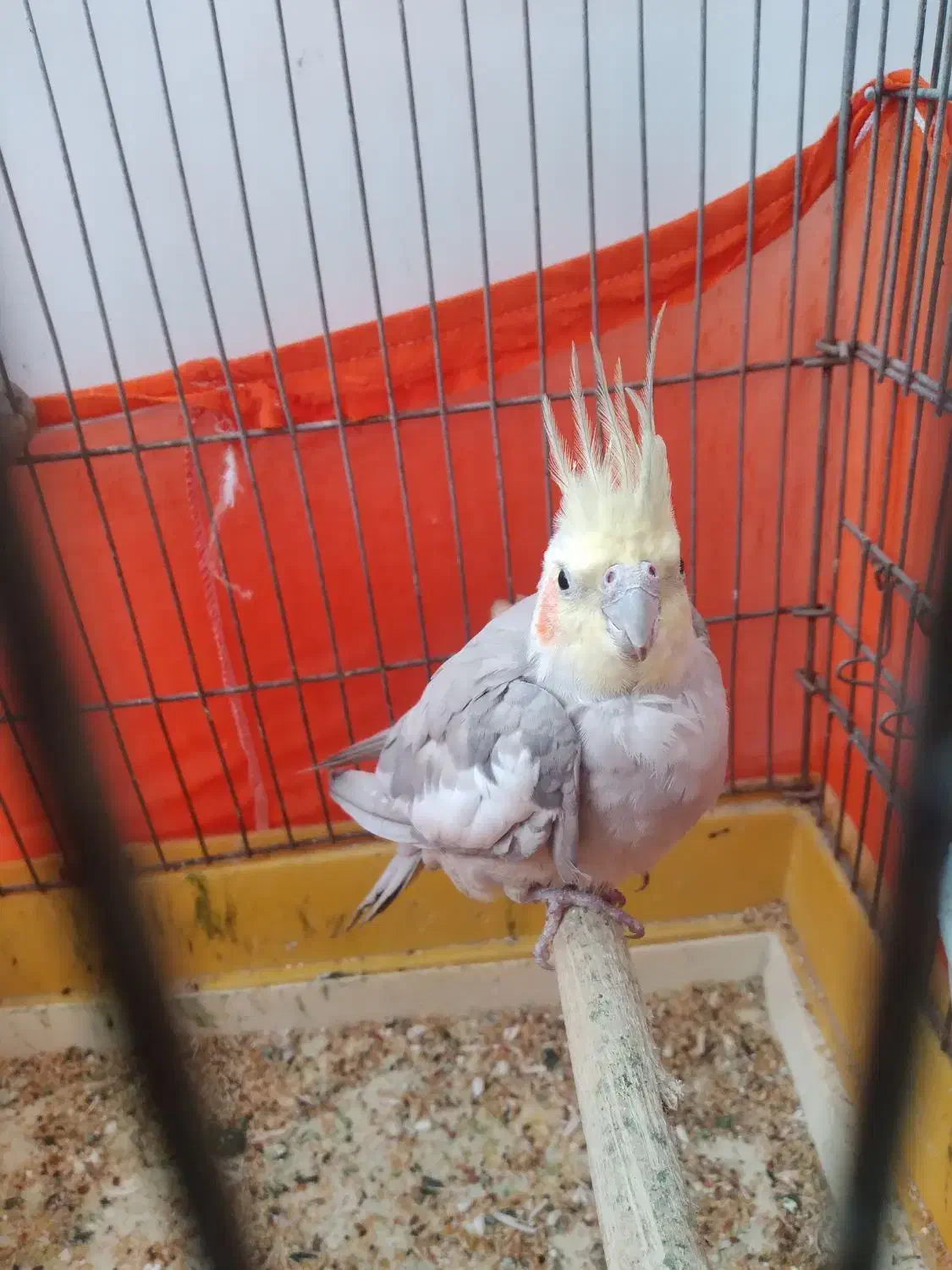 عروس هلندی|پرنده|قرچک, میرزائی شمالی|دیوار