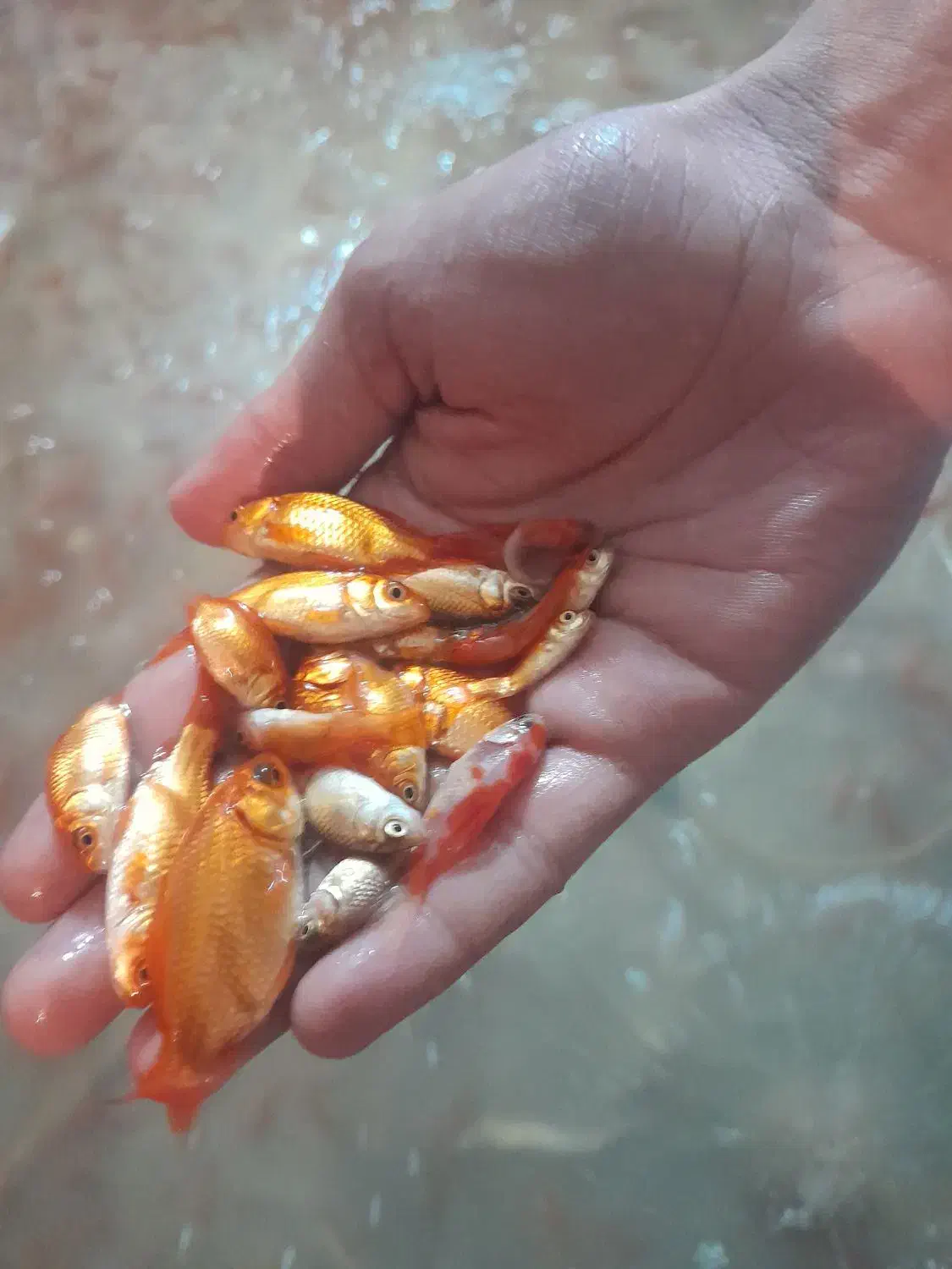 ماهی عید|ماهی|شوشتر, |دیوار