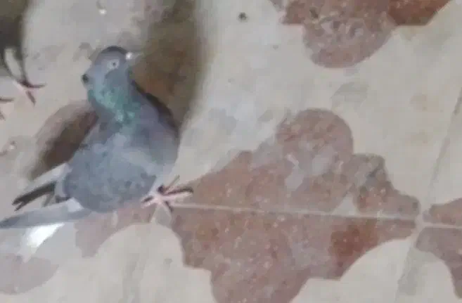 کبوتر|پرنده|جهرم, |دیوار