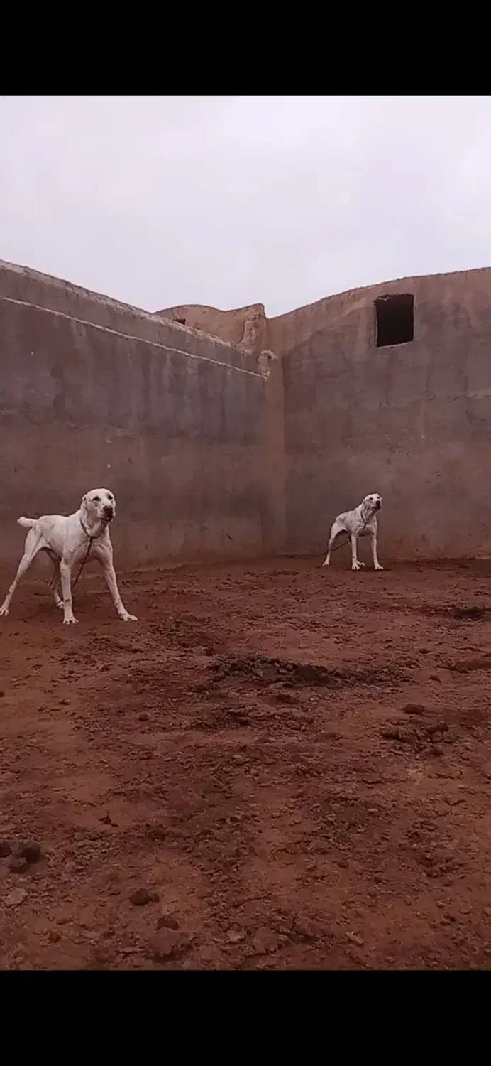 سگ نگهبان|سگ|قم, صفائیه|دیوار