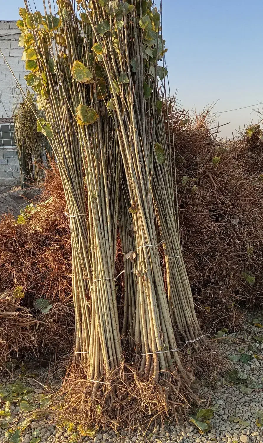 عرضه مستقیم انواع نهال در نهالستان بزرگ سهند|خدمات باغبانی و درختکاری|لردگان, |دیوار