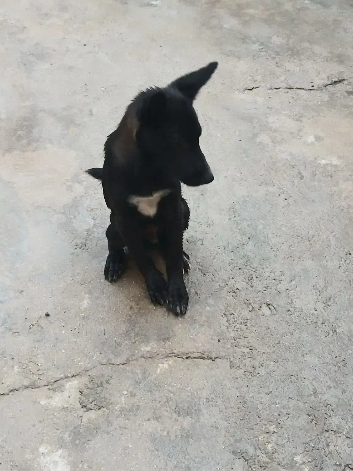 سگ مالینیوزبلک|سگ|قشم, |دیوار