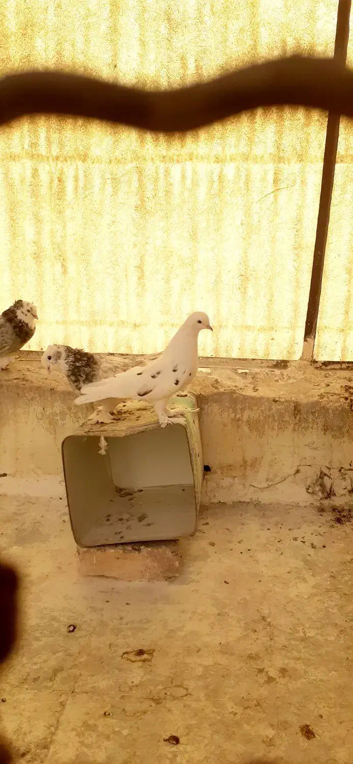 کبوتر . کفتر|پرنده|تهران, ائمه اطهار|دیوار